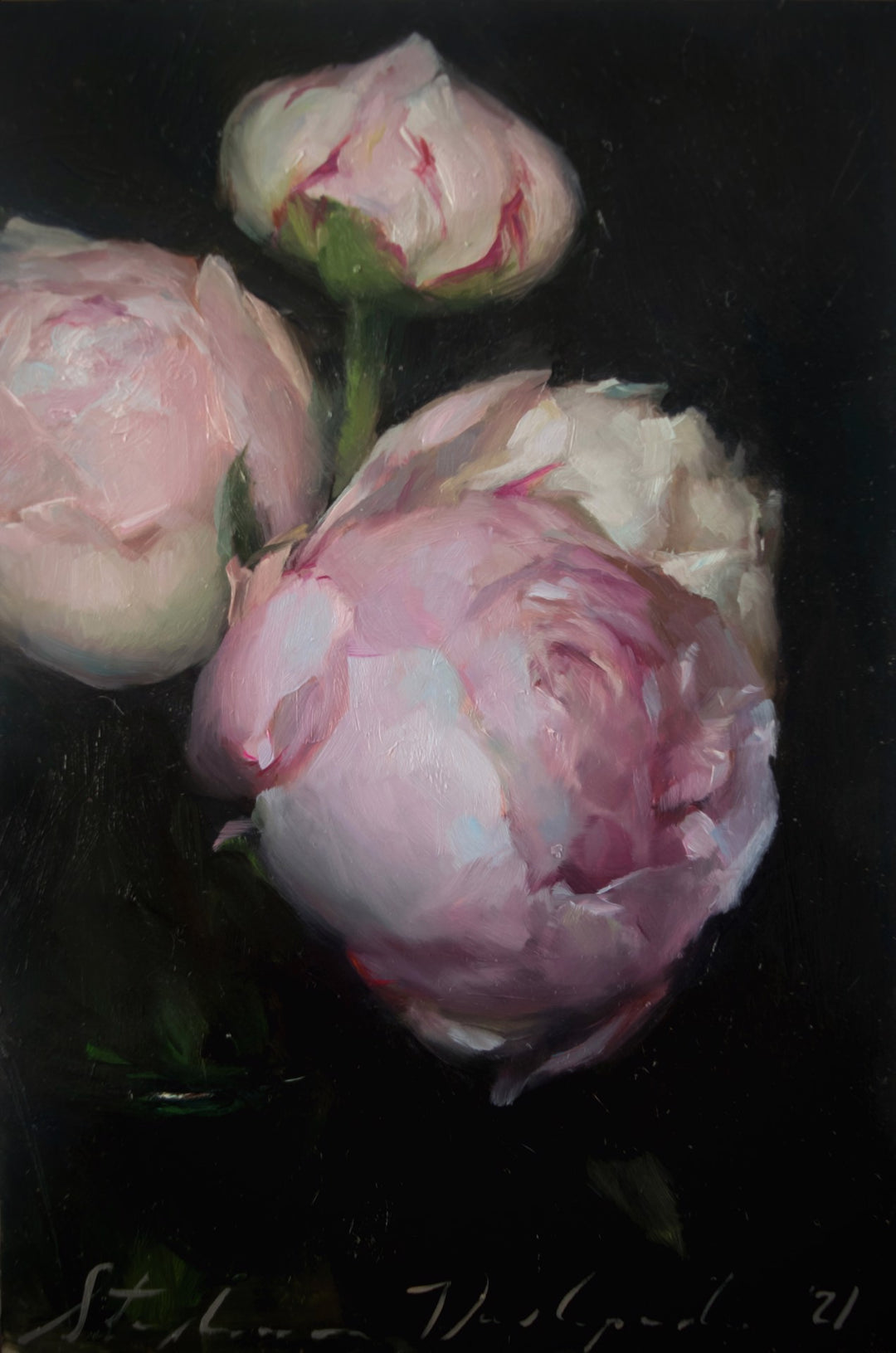 Three "Blooming Peonies" by Stephanie Deshpande in a vase on a black background, created with oil on panel.