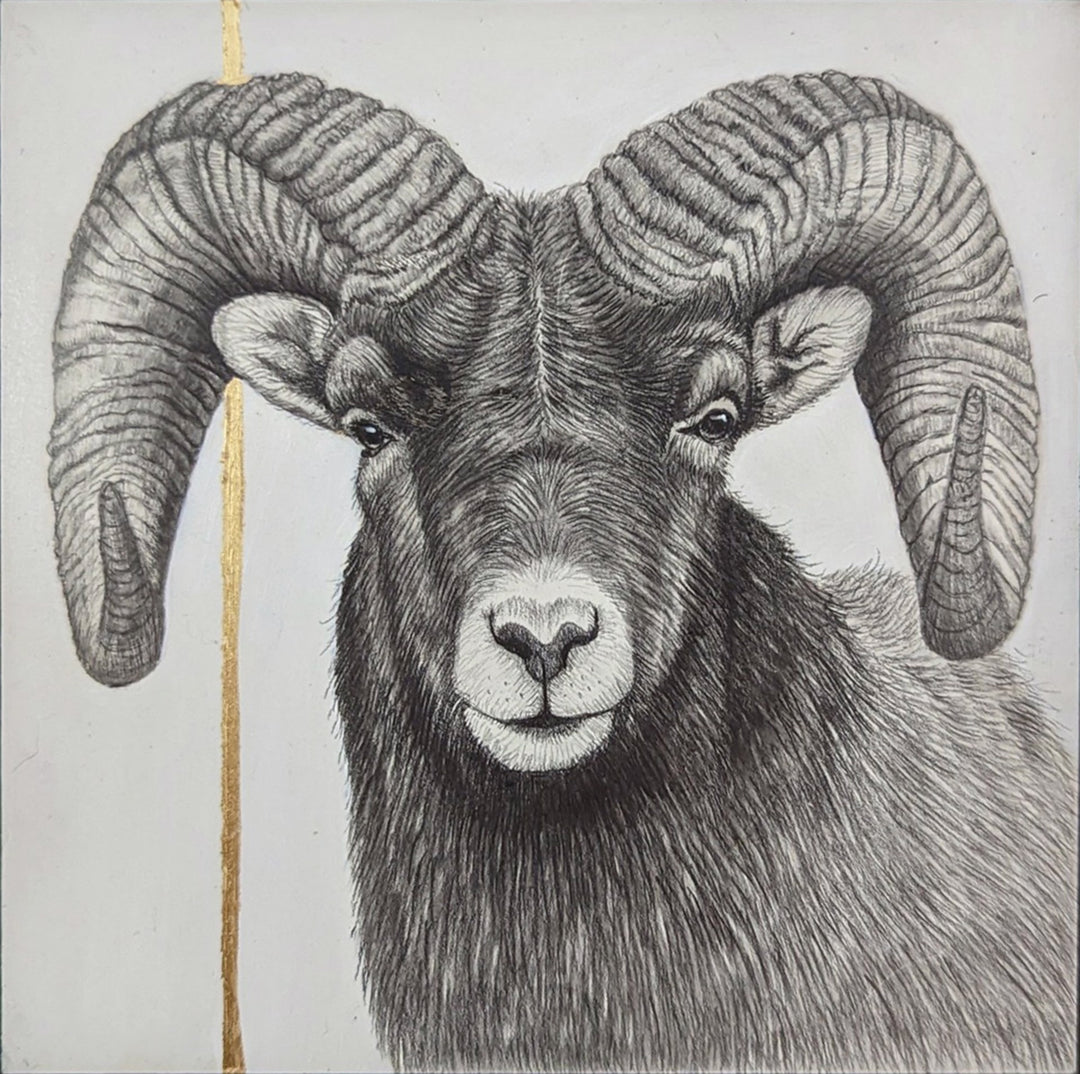 A Tammy Liu-Haller - "Ram" brand graphite drawing of a ram with horns.