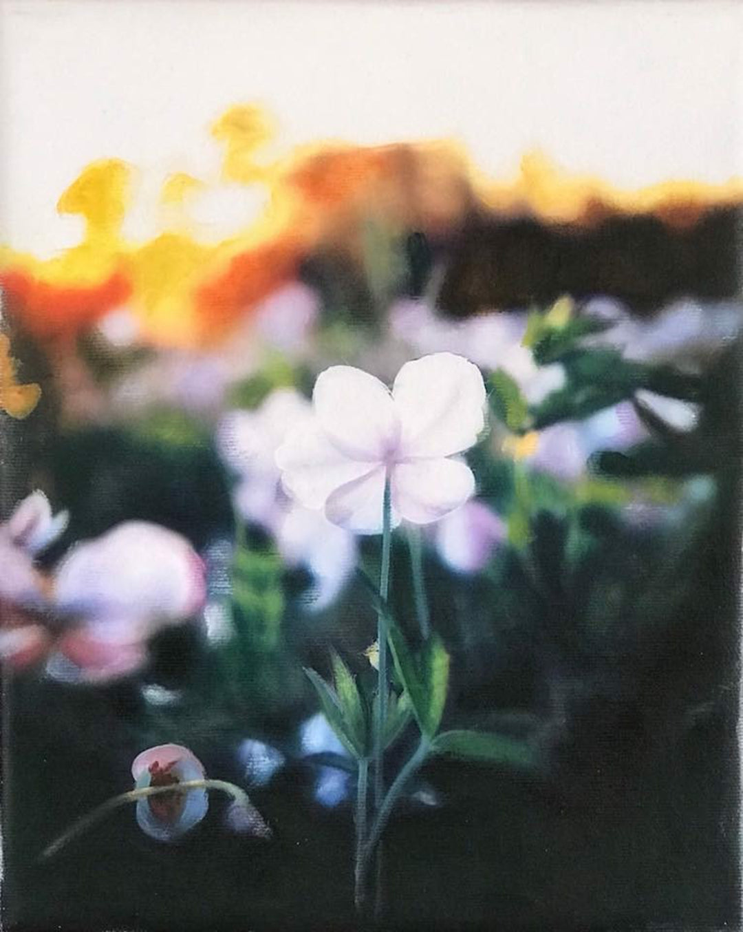 A 10 x 8 inches painting of white flowers at sunset, done in oil on canvas by John Hyland - "I Roam'd From Field to Field" by John Hyland.