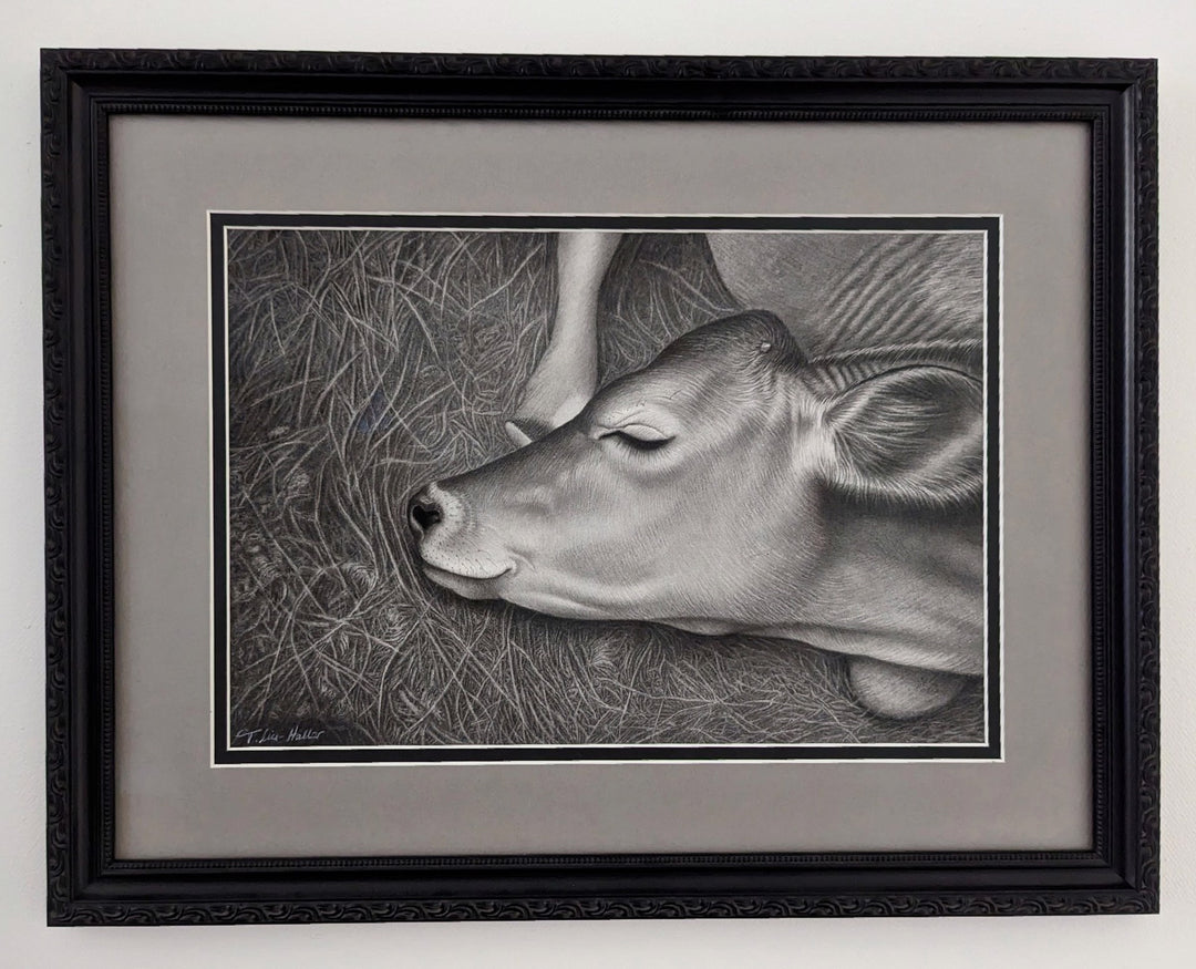 A black and white drawing of a Tammy Liu-Haller "Sleepyhead" cow laying down in graphite on paper.